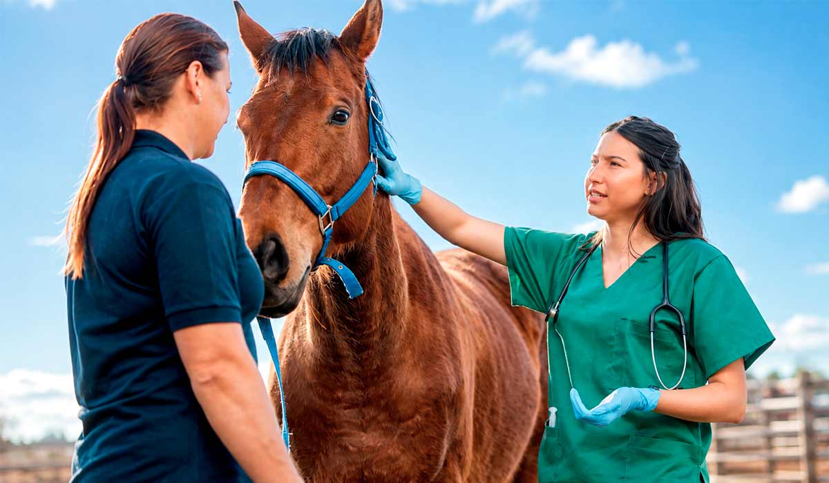 Rio de Janeiro recebe encontro dedicado à saúde e ao bem-estar dos equinos com especialistas discutindo os avanços e desafios da medicina veterinária equina Rio de Janeiro recebe encontro dedicado à saúde e ao bem-estar dos equinos com especialistas discutindo os avanços e desafios da medicina veterinária equina
