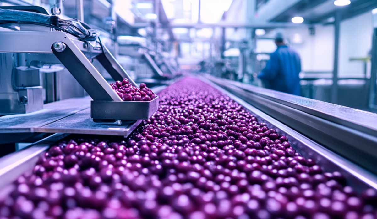 Açaí plantado em sistemas de agroflorestas integra as cadeias de produtos não madeireiros do país Açaí plantado em sistemas de agroflorestas integra as cadeias de produtos não madeireiros do país