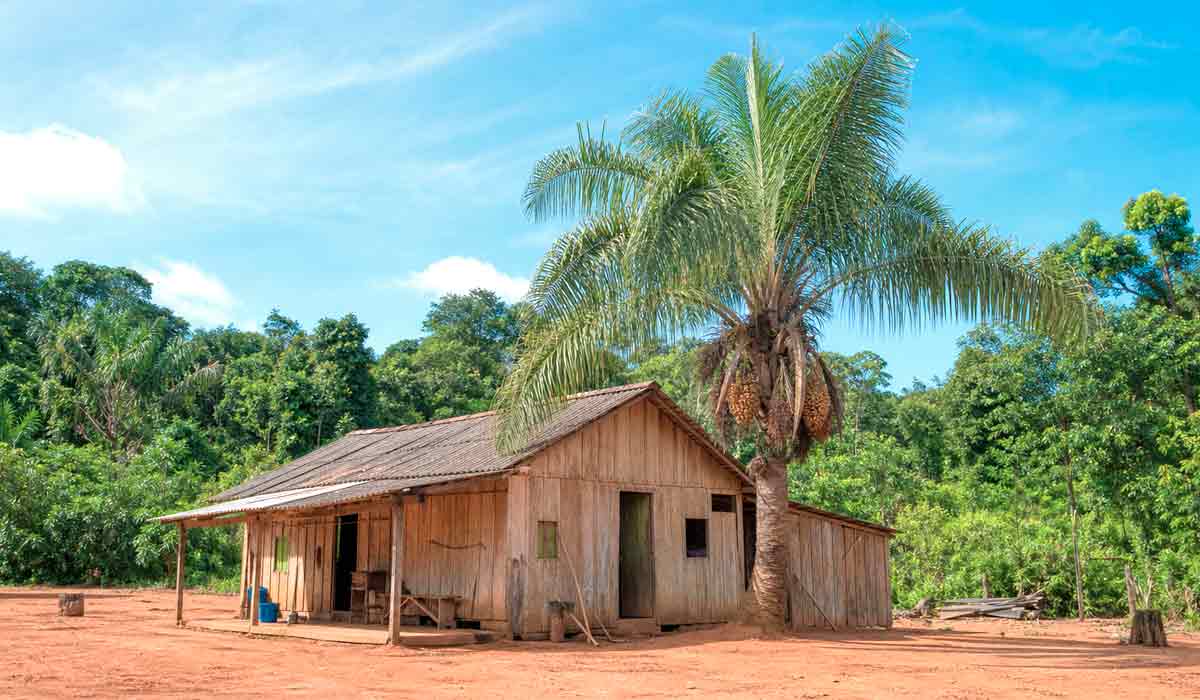 (casa rural amazônica com palmeira Attalea ao lado (casa rural amazônica com palmeira Attalea ao lado