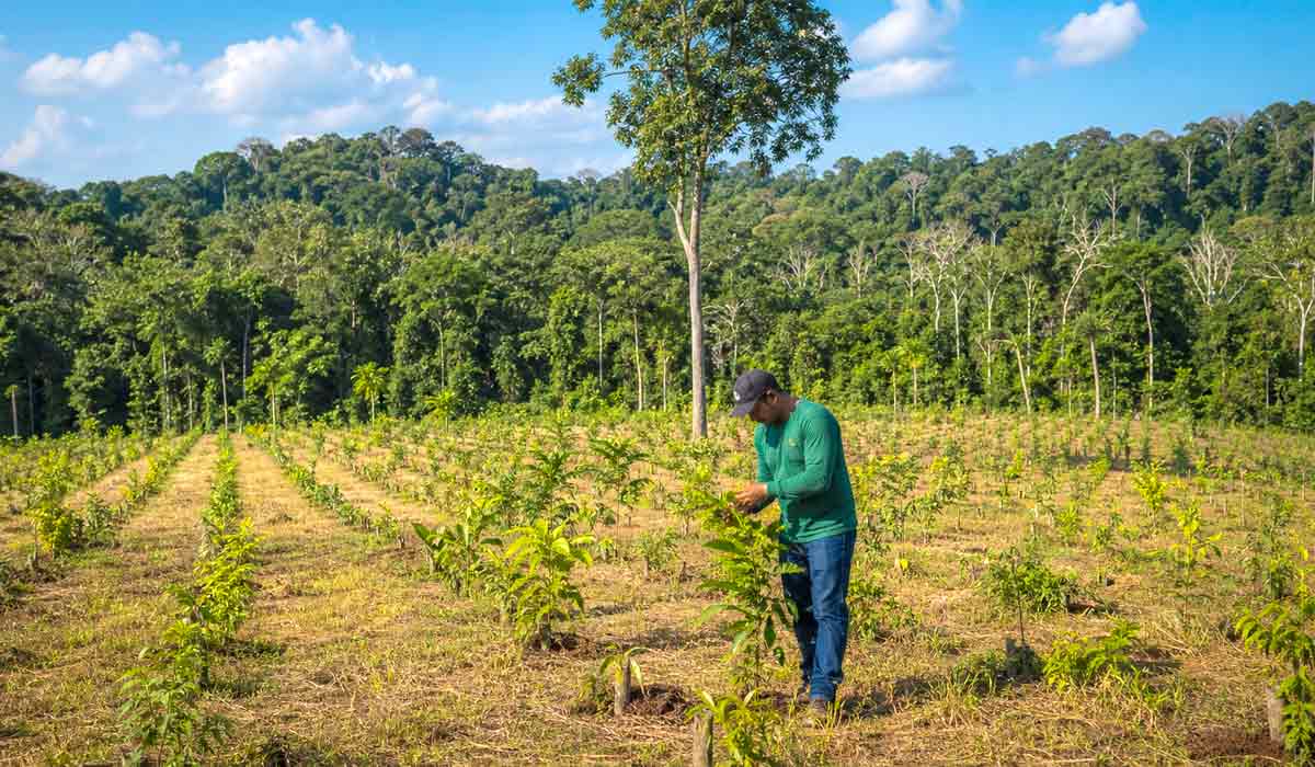 área de restauração com mudas de espécies nativas e trabalhador área de restauração com mudas de espécies nativas e trabalhador