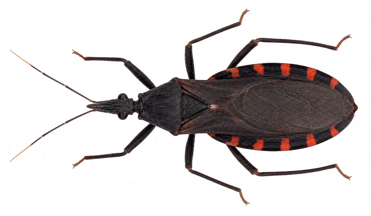 Barbeiro (Triatoma infestans) Barbeiro (Triatoma infestans)