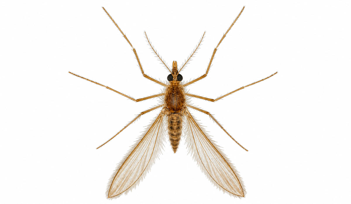 mosquito-palha (Nyssomya antunesi) mosquito-palha (Nyssomya antunesi)
