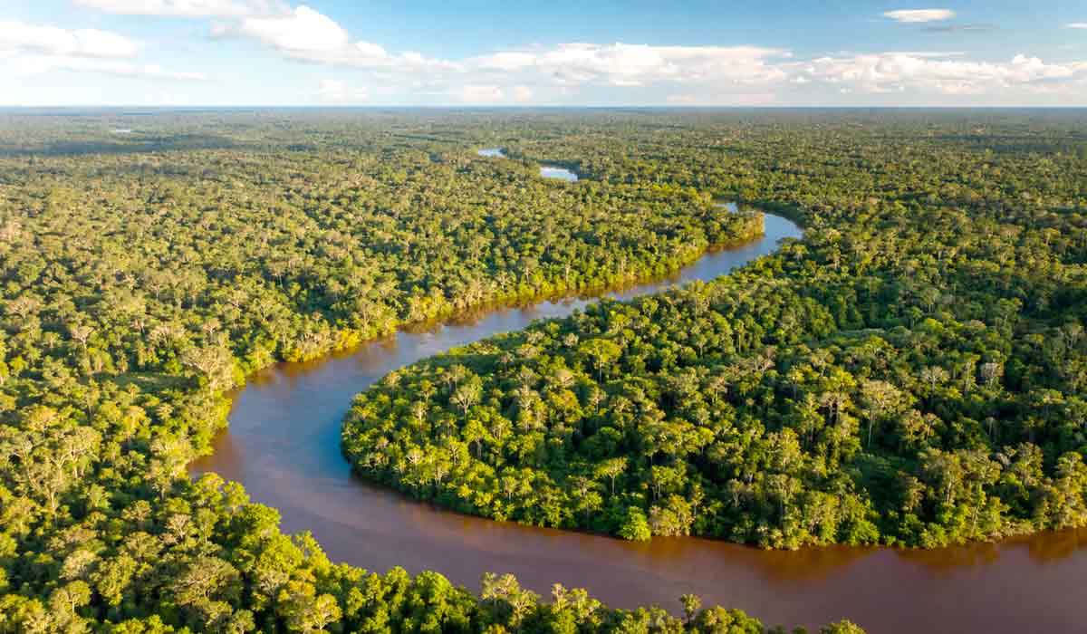 Vista aérea da floresta amazônica preservada com rio serpenteando entre a copa das árvores