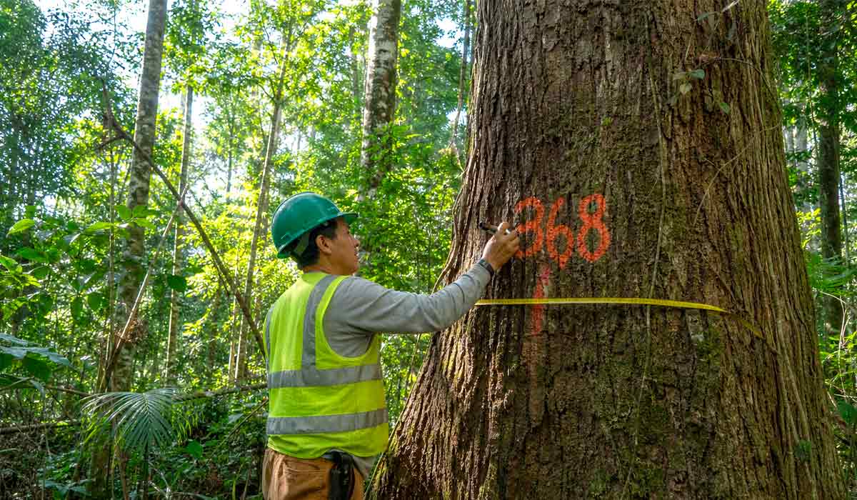 técnico florestal marcando árvore em área de manejo sustentável técnico florestal marcando árvore em área de manejo sustentável