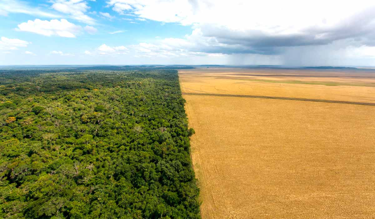 Transição entre a floresta e as lavouras de soja e milho, com nuvens de chuva no horizonte agrícola Transição entre a floresta e as lavouras de soja e milho, com nuvens de chuva no horizonte agrícola