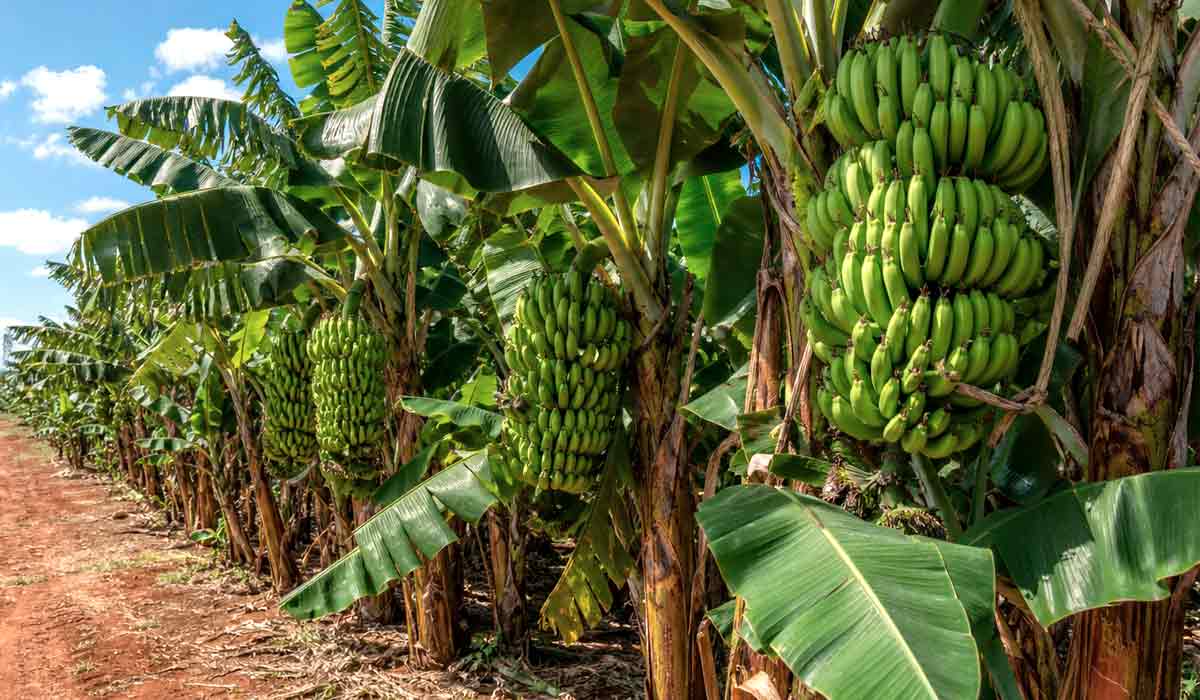 Bananal saudável com cachos de banana na lavoura brasileira, cenário da luta contra a broca-do-rizoma
