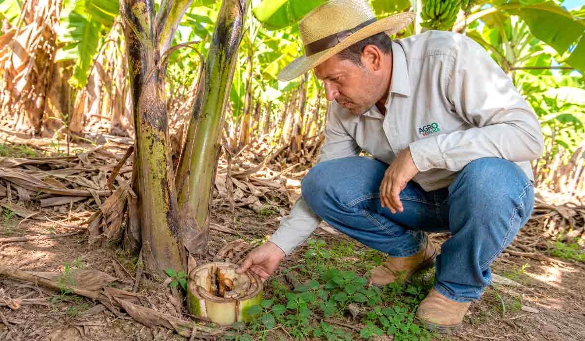 Produtor inspeciona armadilha de pseudocaule na base da bananeira, técnica eficiente de monitoramento da broca Produtor inspeciona armadilha de pseudocaule na base da bananeira, técnica eficiente de monitoramento da broca