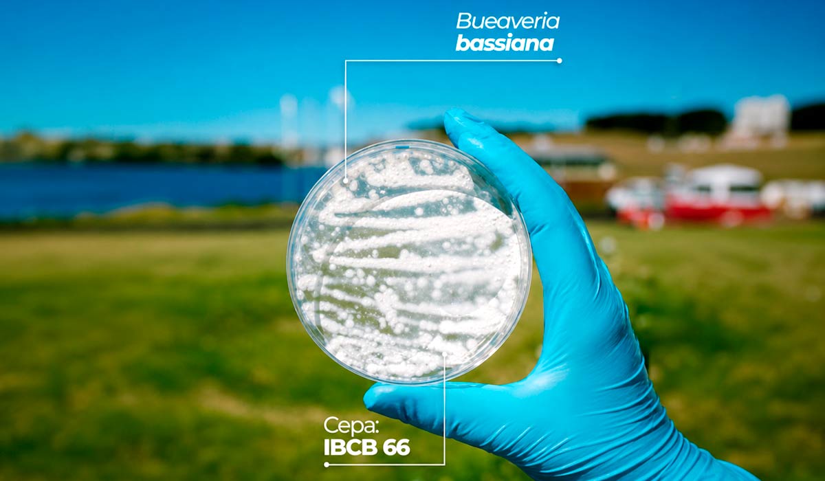 Biofábricas produzem cepas de Beauveria bassiana para controle biológico Biofábricas produzem cepas de Beauveria bassiana para controle biológico