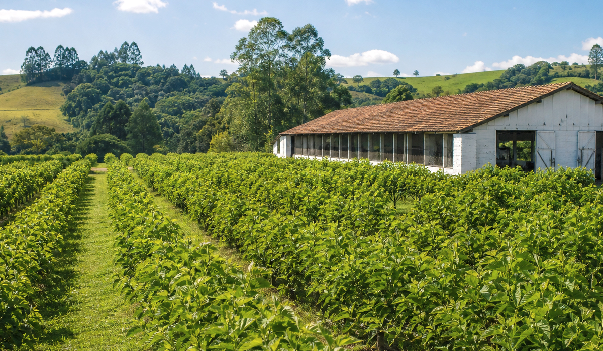 Plantações de amoreira cercam barracão de criação no Paraná. Maior produtor de seda da América Latina, o Paraná combate riscos climáticos com irrigação, monitoramento e climatização para garantir a safra de casulos