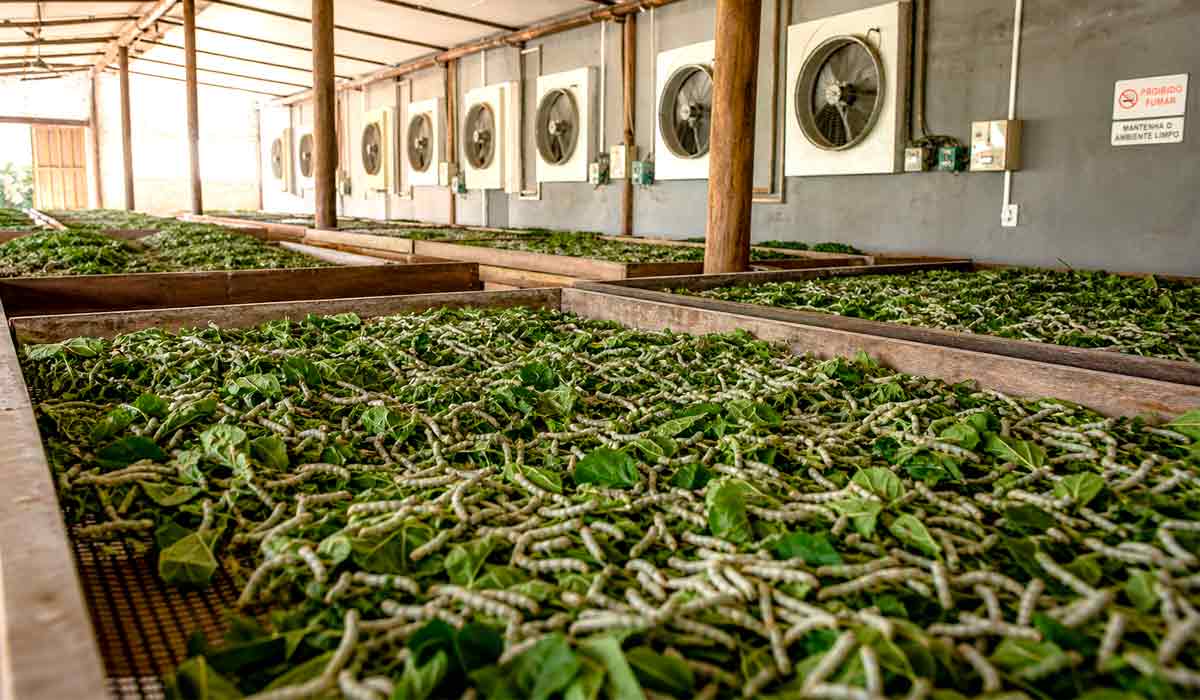 Barracão de criação com bandejas com lagartas alimentadas por folhas frescas e controle de temperatura e ventilação protege os bichos-da-seda nas fases mais sensíveis do ciclo produtivo paranaense Barracão de criação com bandejas com lagartas alimentadas por folhas frescas e controle de temperatura e ventilação protege os bichos-da-seda nas fases mais sensíveis do ciclo produtivo paranaense