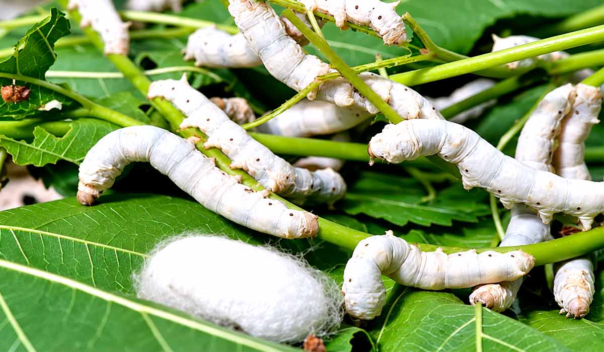 Bicho-da-seda em fase de crescimento sobre cama de folhas frescas de amoreira no barracão de criação Bicho-da-seda em fase de crescimento sobre cama de folhas frescas de amoreira no barracão de criação