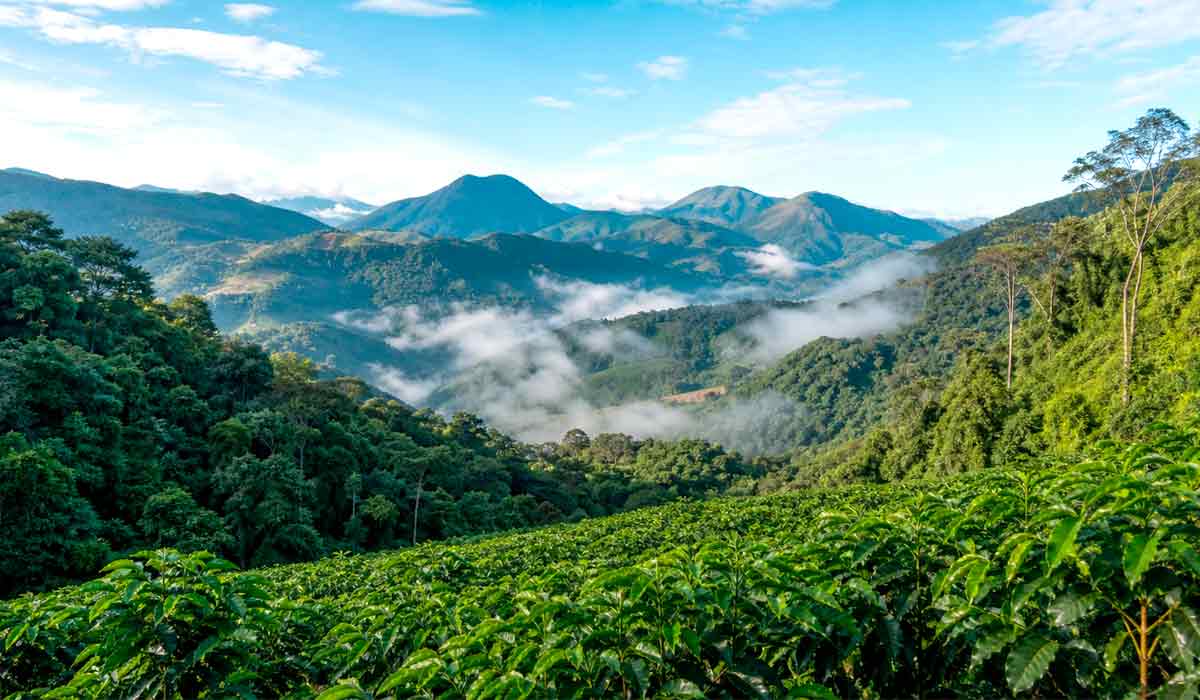 montanhas verdes com plantação de café e névoa no vale montanhas verdes com plantação de café e névoa no vale