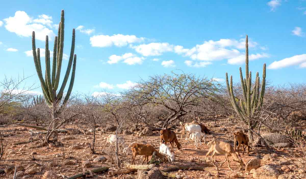 mandacaru, vegetação seca e rebanho de cabras no semiárido mandacaru, vegetação seca e rebanho de cabras no semiárido