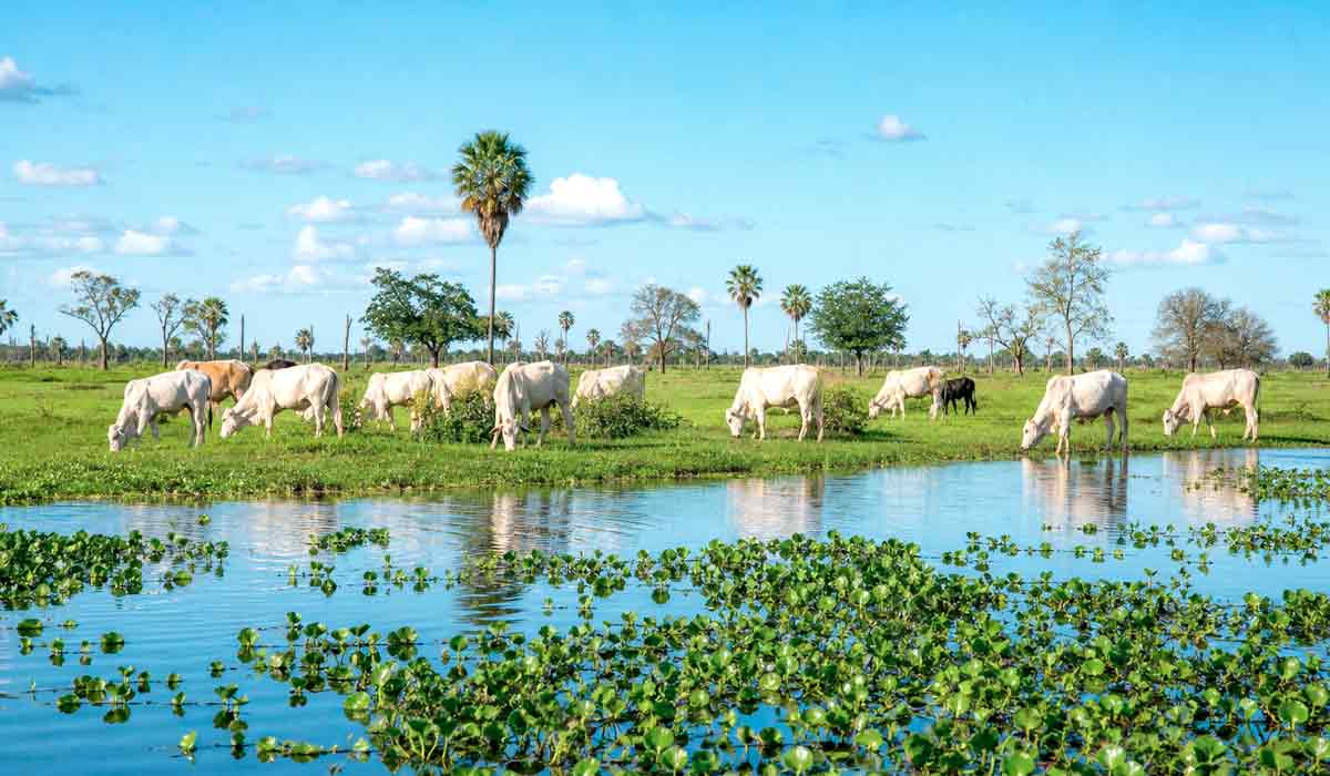 gado em pasto nativo com as águas da planície gado em pasto nativo com as águas da planície