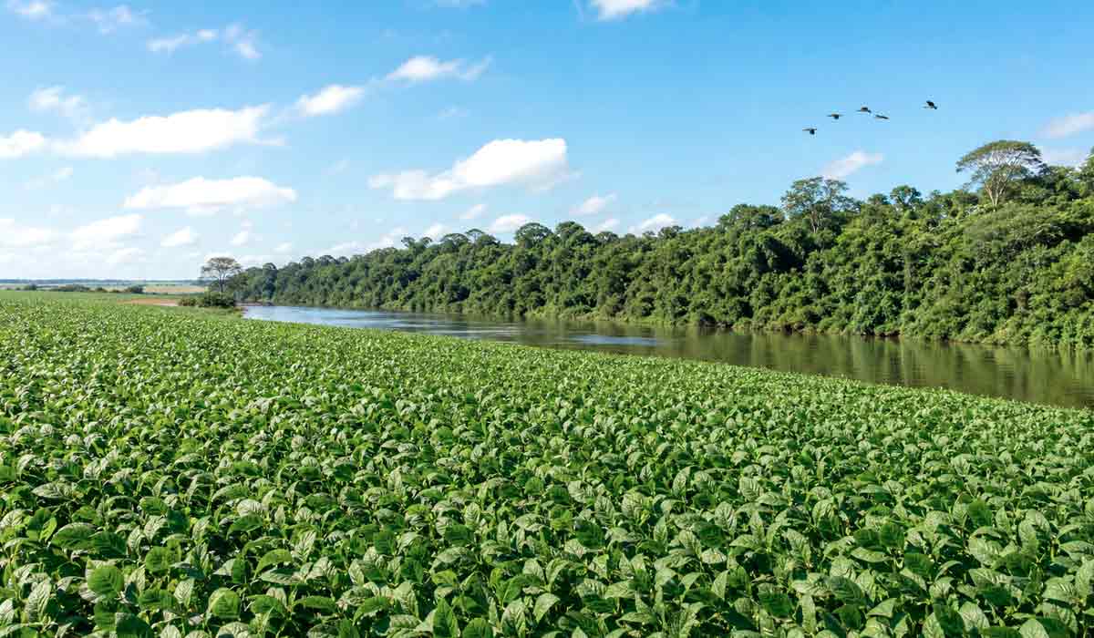 lavoura com área de preservação ao fundo lavoura com área de preservação ao fundo