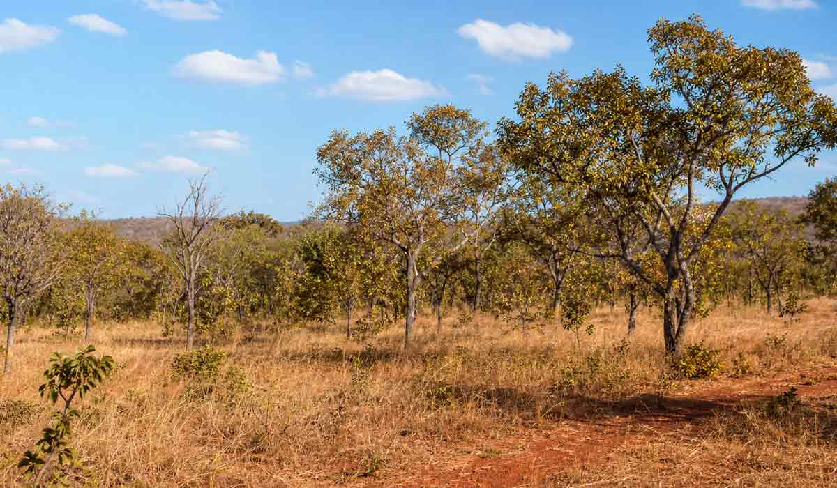 paisagem de vegetação típica do cerrado, com árvores retorcidas de casca grossa, arbustos esparsos, gramíneas douradas e solo avermelhado paisagem de vegetação típica do cerrado, com árvores retorcidas de casca grossa, arbustos esparsos, gramíneas douradas e solo avermelhado