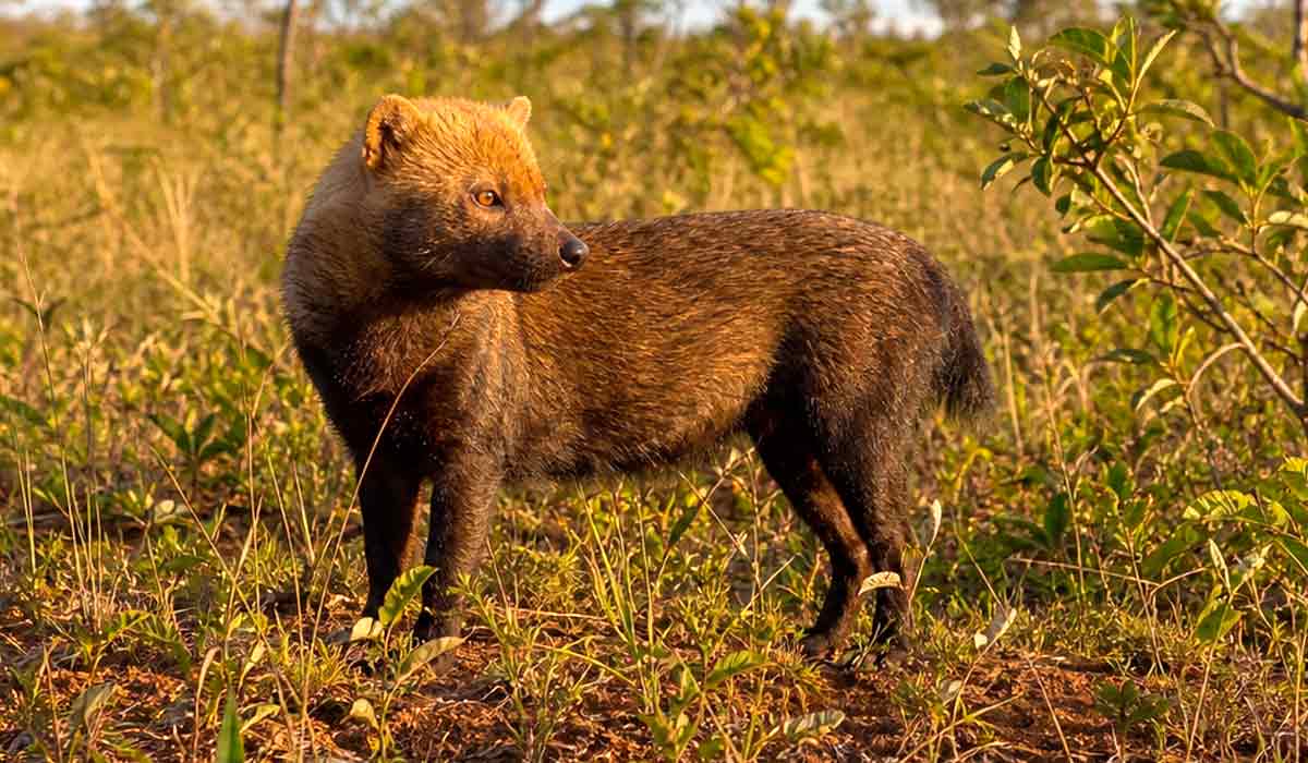 Cachorro-vinagre em área de Cerrado preservado, espécie rara e vulnerável registrada em unidades de conservação de Mato Grosso