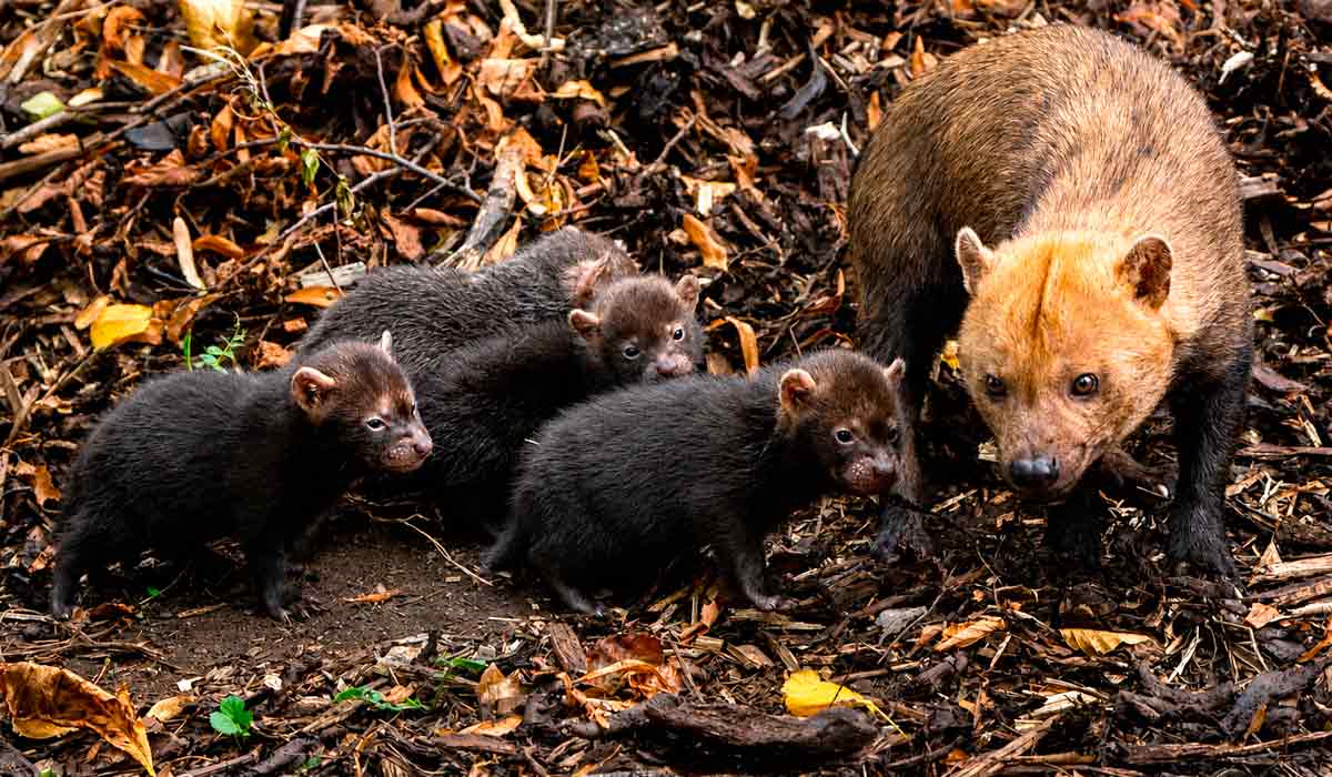 A fêmea dá à luz a ninhadas dentro de tocas seguras, geralmente usando buracos de tatus ou troncos caídos, passando a maior parte do tempo dentro da toca, dedicando-se exclusivamente à amamentação e ao aquecimento dos filhotes A fêmea dá à luz a ninhadas dentro de tocas seguras, geralmente usando buracos de tatus ou troncos caídos, passando a maior parte do tempo dentro da toca, dedicando-se exclusivamente à amamentação e ao aquecimento dos filhotes