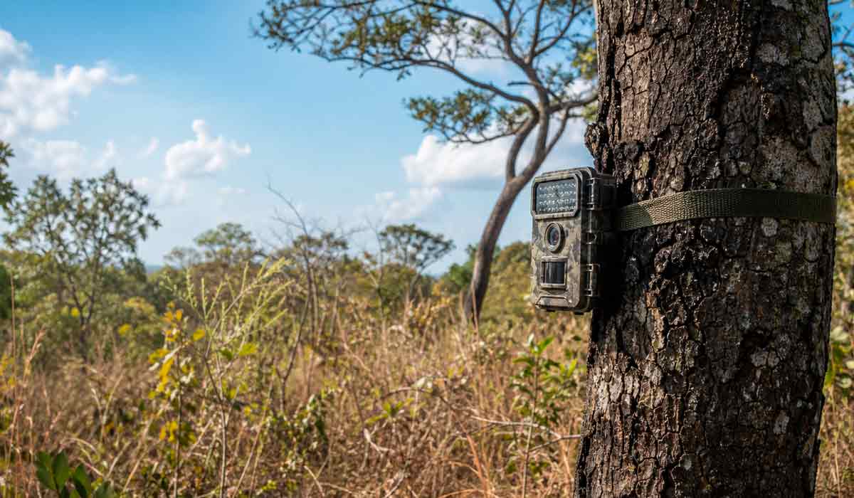 Câmera de monitoramento instalada em área protegida flagra espécies raras, como o cachorro-vinagre, no Cerrado brasileiro Câmera de monitoramento instalada em área protegida flagra espécies raras, como o cachorro-vinagre, no Cerrado brasileiro