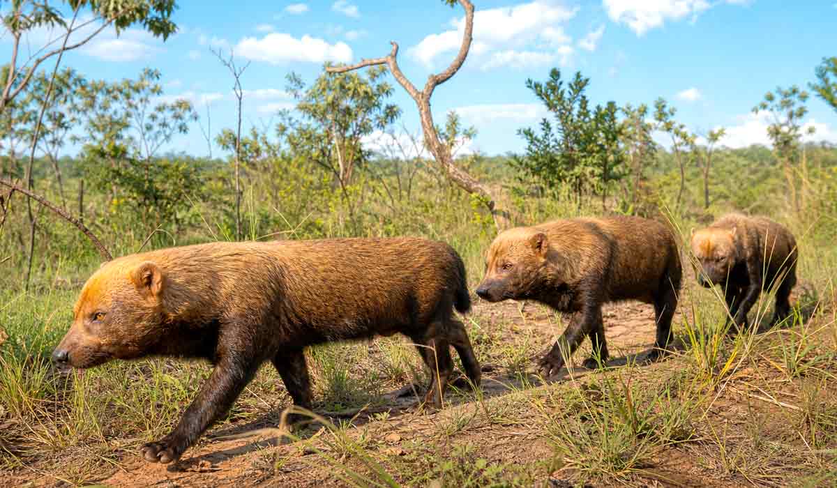 Grupo de cachorros-vinagre em área de vegetação nativa, espécie que caça coletivamente e vive em bandos organizados Grupo de cachorros-vinagre em área de vegetação nativa, espécie que caça coletivamente e vive em bandos organizados
