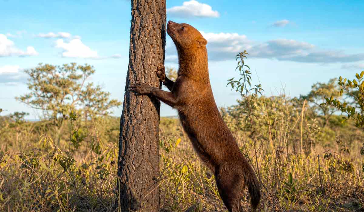 Cachorro-vinagre ergue o corpo para marcar território com urina, comportamento que deu origem ao nome da espécie. O forte odor da urina, semelhante ao vinagre, é usado pelo animal para demarcar árvores e pedras na paisagem Cachorro-vinagre ergue o corpo para marcar território com urina, comportamento que deu origem ao nome da espécie. O forte odor da urina, semelhante ao vinagre, é usado pelo animal para demarcar árvores e pedras na paisagem
