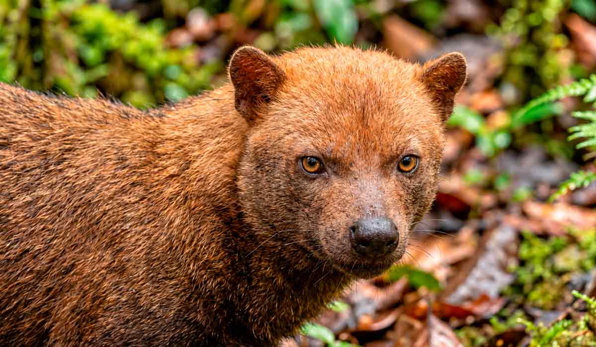 Cachorro-vinagre (Speothos venaticus) Cachorro-vinagre (Speothos venaticus)