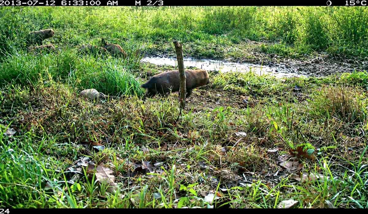 Gravação de quatro coachorros-vinagre (Speothos venaticus) no Parque Sesc Serra Azul, Mato Grosso, oeste do Brasil Gravação de quatro coachorros-vinagre (Speothos venaticus) no Parque Sesc Serra Azul, Mato Grosso, oeste do Brasil