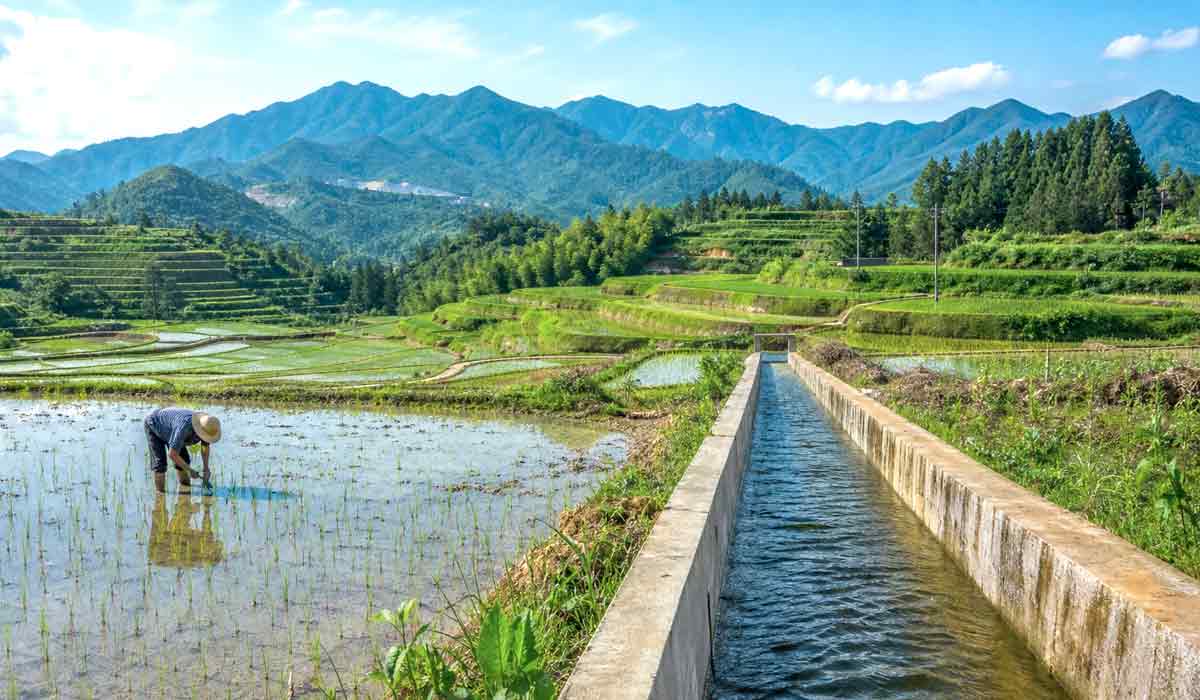 canal de irrigação e lavoura de arroz com agricultor
