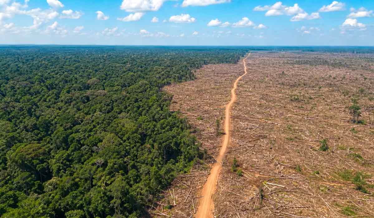Floresta amazônica com área de desmatamento ao fundo e trilha de terra. Desmatamento recente em fronteira agrícola, cenário de grilagem e ocupação desordenada de terras