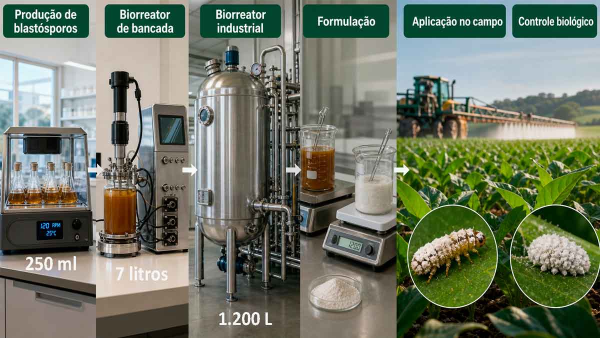 O processo abrange todas as etapas necessárias à fabricação comercial dos produtos biológicos, incluindo fermentação líquida, escalonamento em biorreatores industriais, formulação, armazenamento e validação no campo O processo abrange todas as etapas necessárias à fabricação comercial dos produtos biológicos, incluindo fermentação líquida, escalonamento em biorreatores industriais, formulação, armazenamento e validação no campo