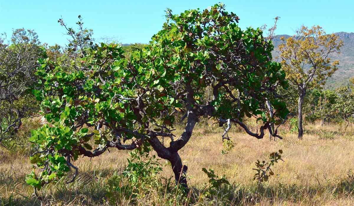Planta arbustiva e rasteira, medindo geralmente entre 0,5 e 1,5 metros de altura com folhas são simples, obovadas, ovado-lanceoladas ou elípticas Planta arbustiva e rasteira, medindo geralmente entre 0,5 e 1,5 metros de altura com folhas são simples, obovadas, ovado-lanceoladas ou elípticas