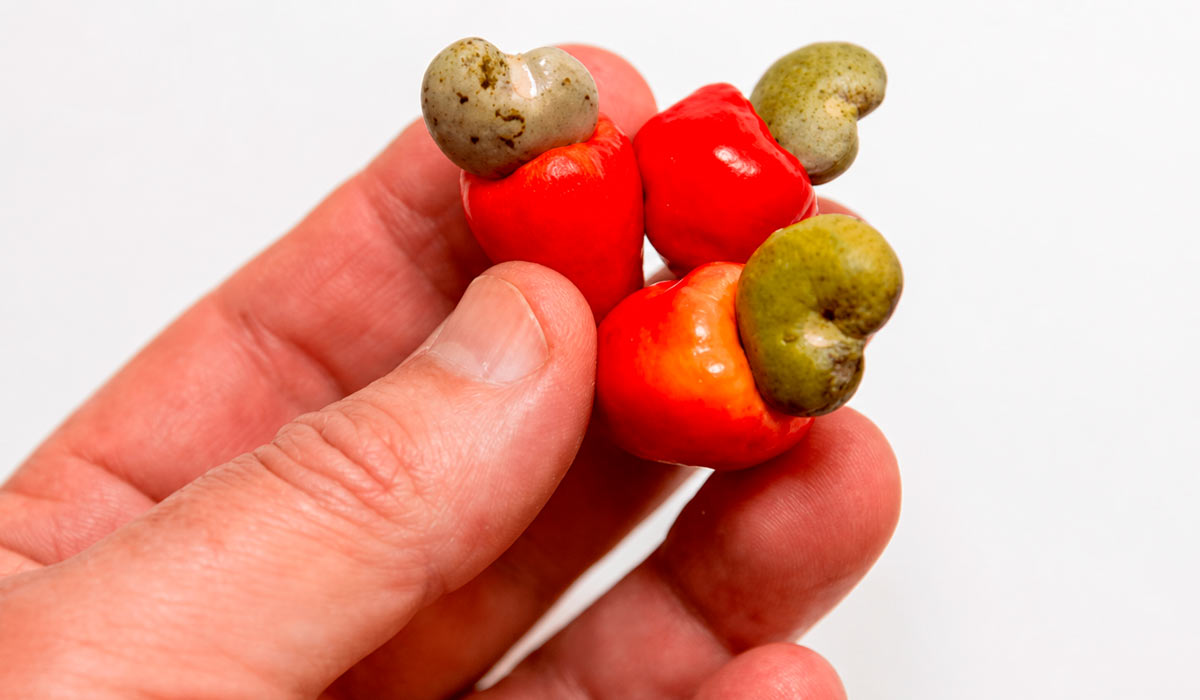 Pseudofruto ácido e suculento, bem menor que o caju tradicional. A safra do cajuzinho começa com as primeiras chuvas, entre outubro e dezembro Pseudofruto ácido e suculento, bem menor que o caju tradicional. A safra do cajuzinho começa com as primeiras chuvas, entre outubro e dezembro