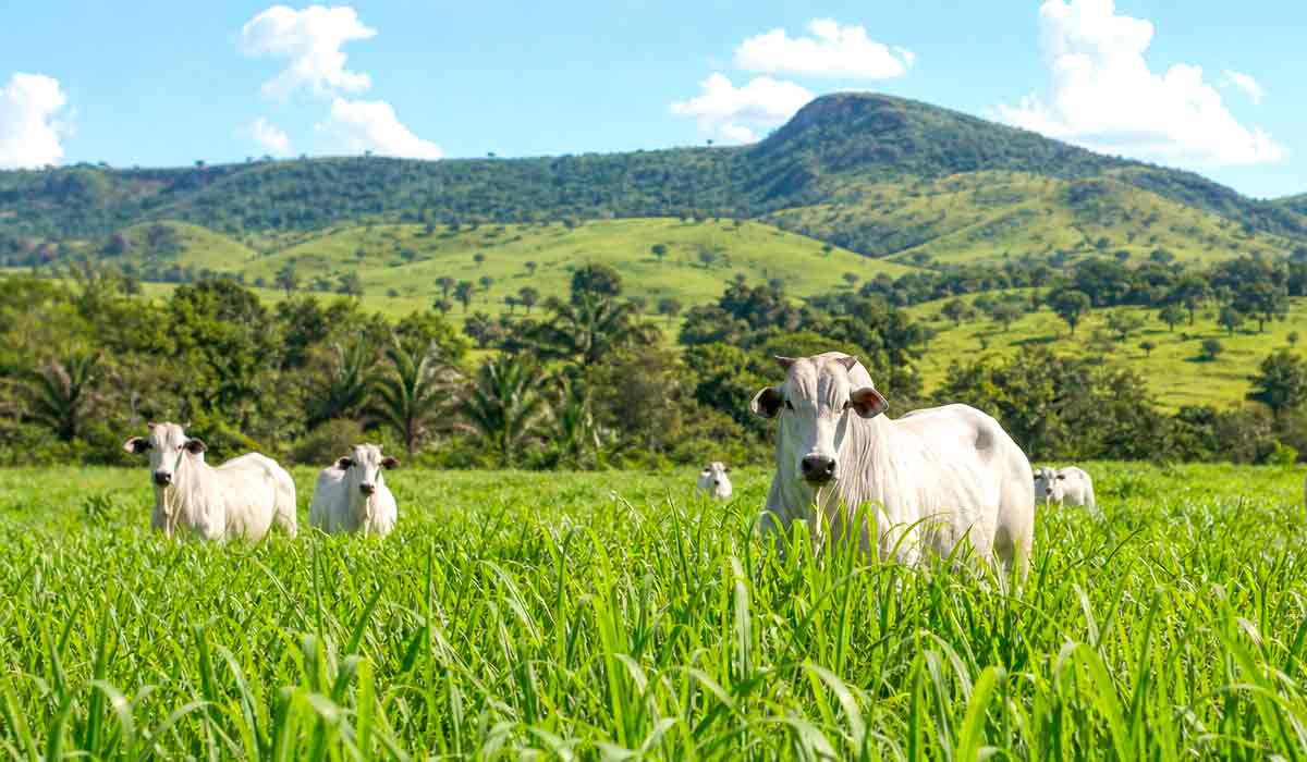 Cultivares modernas de forrageiras elevam o ganho econômico por hectare em até 20% na pecuária brasileira