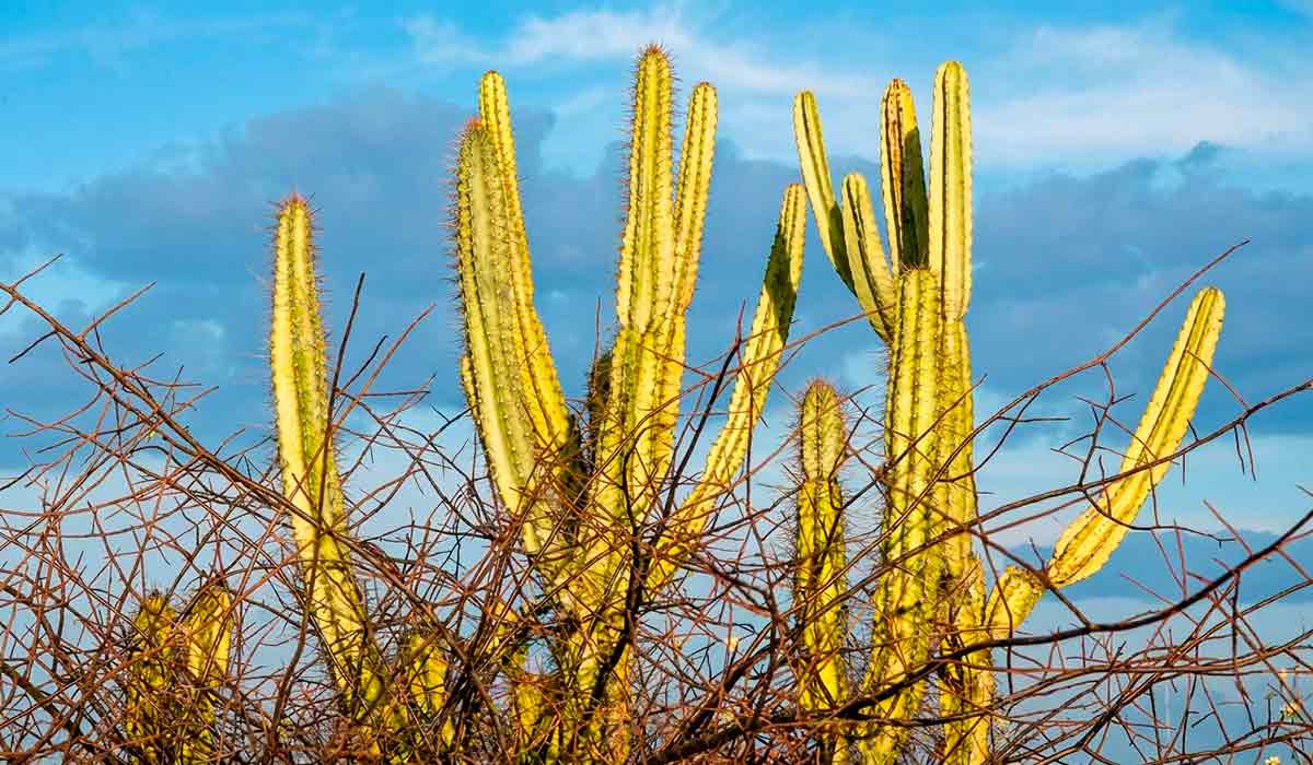 A caatinga abriga uma diversidade microbiana que permanece em grande parte inexplorada, capaz de produzir organismos adaptados a condições adversas - Foto: Saulo Coelho A caatinga abriga uma diversidade microbiana que permanece em grande parte inexplorada, capaz de produzir organismos adaptados a condições adversas - Foto: Saulo Coelho