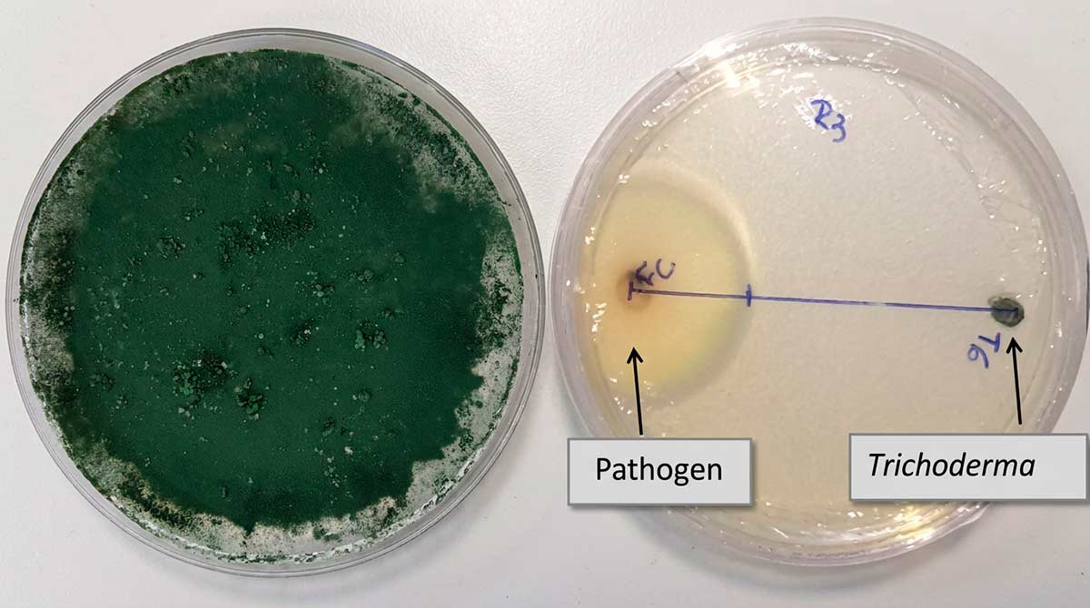 O fungo Trichoderma à esquerda e o efeito inibitório do fungo benéfico Trichoderma contra um patógeno agrícola à direita - Foto: Gabriel Mascarin O fungo Trichoderma à esquerda e o efeito inibitório do fungo benéfico Trichoderma contra um patógeno agrícola à direita - Foto: Gabriel Mascarin