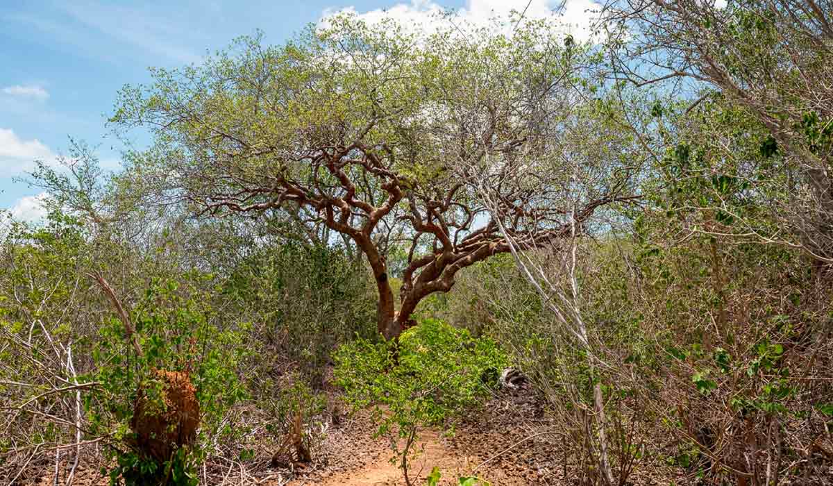 As propriedades químicas do solo influenciam fortemente a distribuição das espécies de Trichoderma - Foto: Fernanda Birolo As propriedades químicas do solo influenciam fortemente a distribuição das espécies de Trichoderma - Foto: Fernanda Birolo