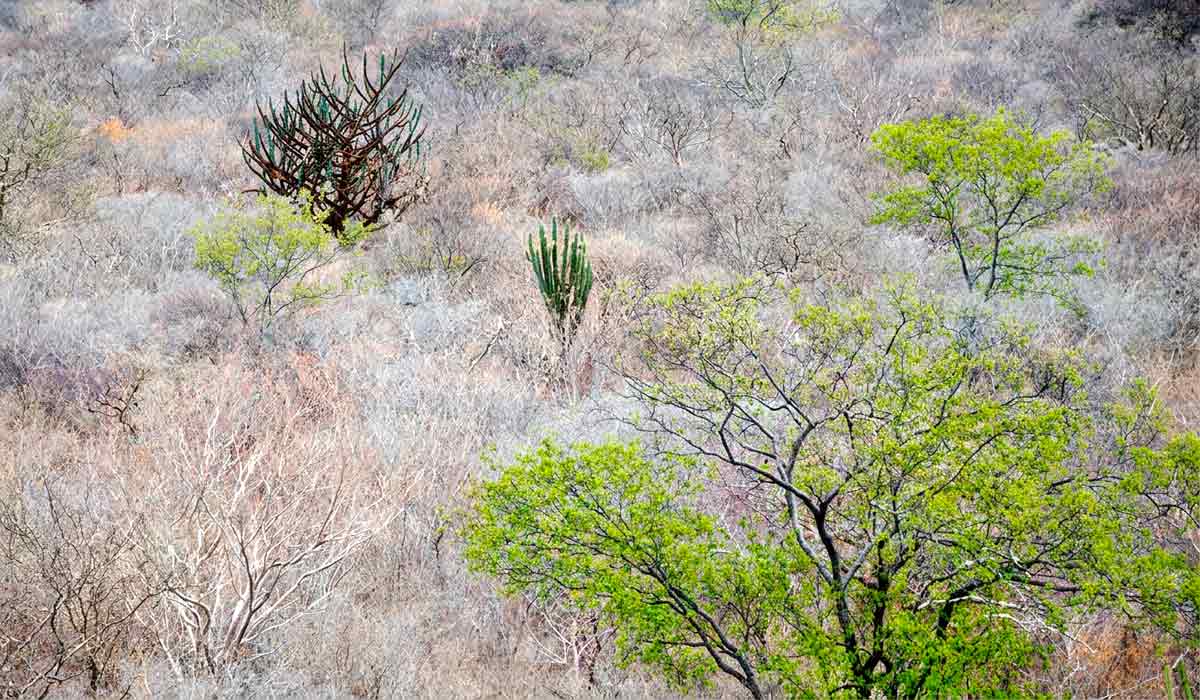 Os pesquisadores estudaram fungos coletados em áreas de vegetação nativa, bem como em plantações de melão irrigadas, nos estados da Bahia e do Piauí - Foto: Saulo Coelho Os pesquisadores estudaram fungos coletados em áreas de vegetação nativa, bem como em plantações de melão irrigadas, nos estados da Bahia e do Piauí - Foto: Saulo Coelho
