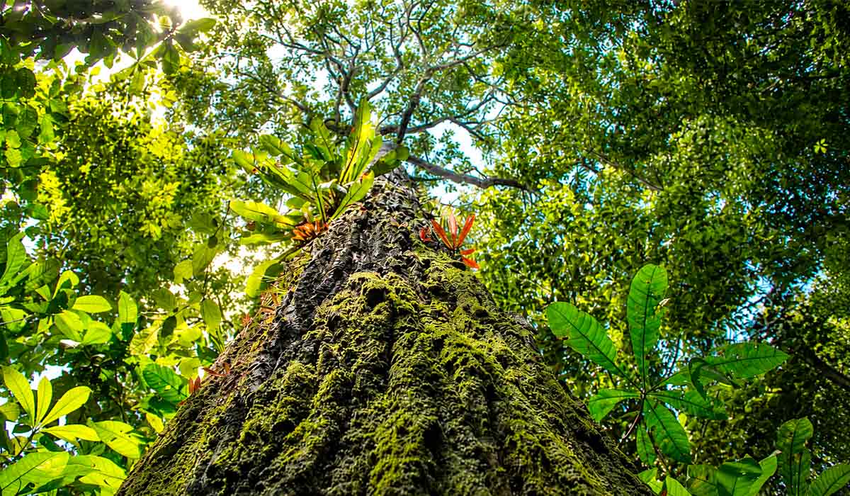 Tecnologia da Embrapa localiza castanheiras, reduz deslocamentos e amplia a eficiência do manejo sustentável na Amazônia