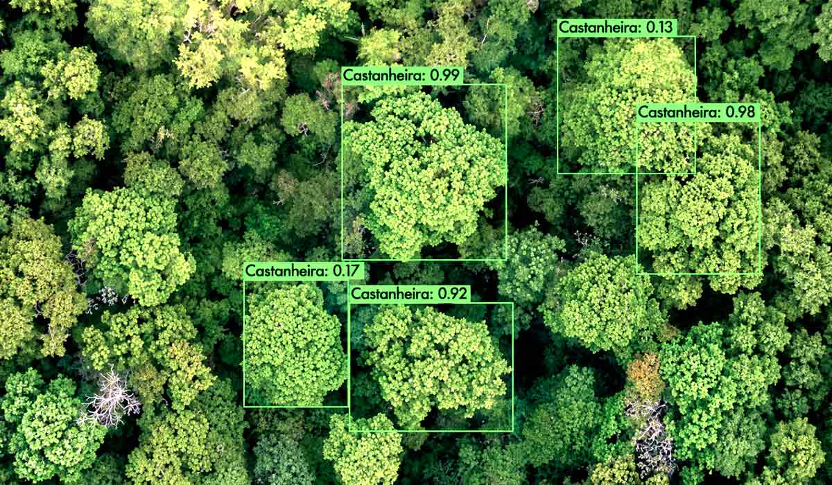 O aplicativo NetFlora tem 98% de assertividade e foi originalmente desenvolvido para a identificação de espécies madeireiras e agora reconhece castanheiras na Reserva do Uatumã - Foto: Evandro Orfanomo O aplicativo NetFlora tem 98% de assertividade e foi originalmente desenvolvido para a identificação de espécies madeireiras e agora reconhece castanheiras na Reserva do Uatumã - Foto: Evandro Orfanomo