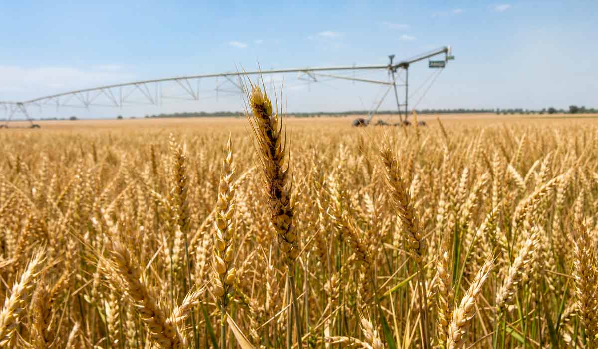 Brusone desafia a expansão do trigo tropical no Brasil e exige manejo integrado no cerrado