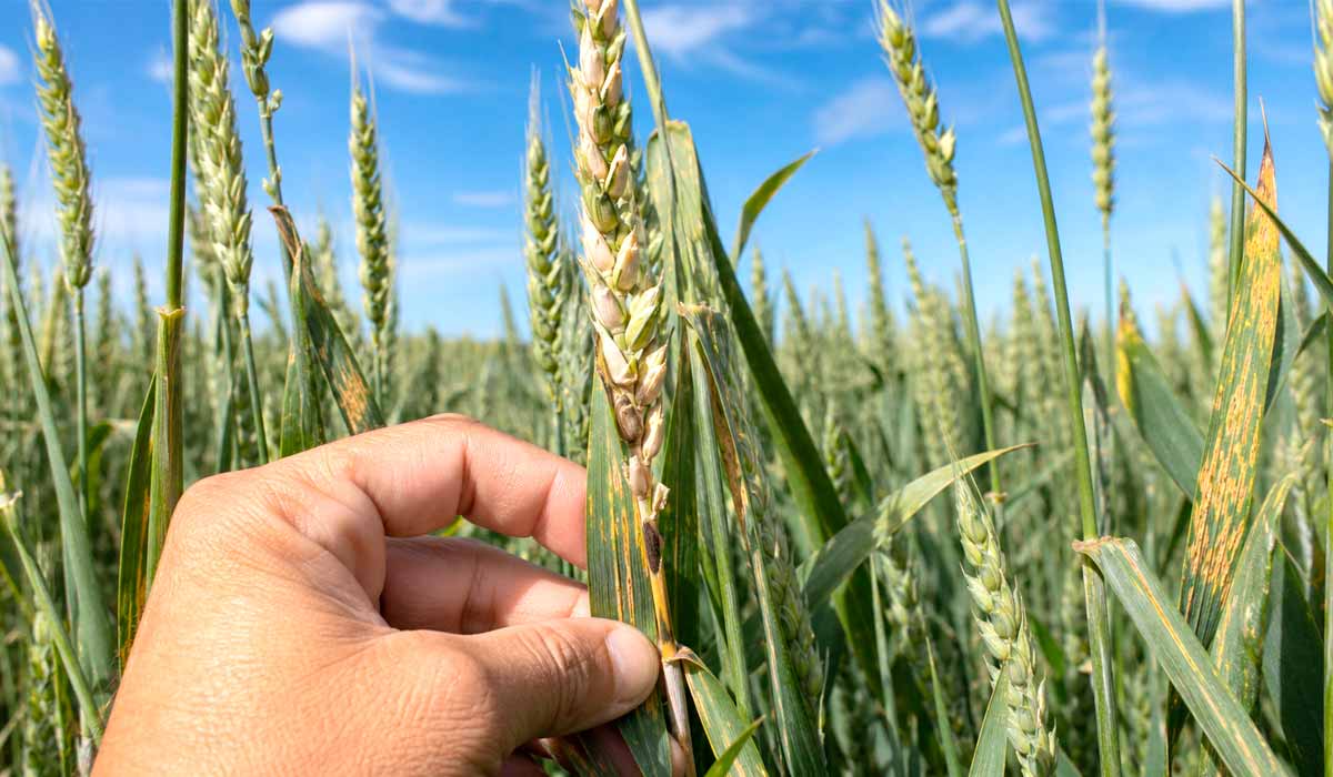 Espiga de trigo com sintomas de brusone: grãos chochos resultam da interrupção do fluxo de nutrientes pela doença Espiga de trigo com sintomas de brusone: grãos chochos resultam da interrupção do fluxo de nutrientes pela doença