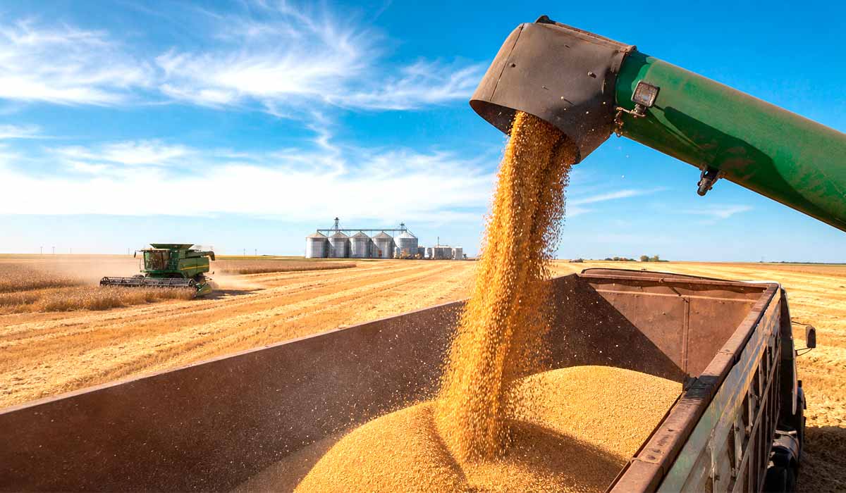 Colheita de trigo no Cerrado: expansão da cultura reduz dependência externa e diversifica a renda do produtor Colheita de trigo no Cerrado: expansão da cultura reduz dependência externa e diversifica a renda do produtor