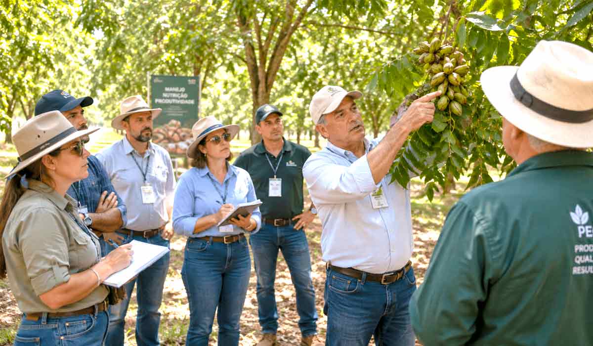 Dia de campo em pomar comercial permite discutir manejo, irrigação e sanidade com base em práticas observadas diretamente na lavoura Dia de campo em pomar comercial permite discutir manejo, irrigação e sanidade com base em práticas observadas diretamente na lavoura
