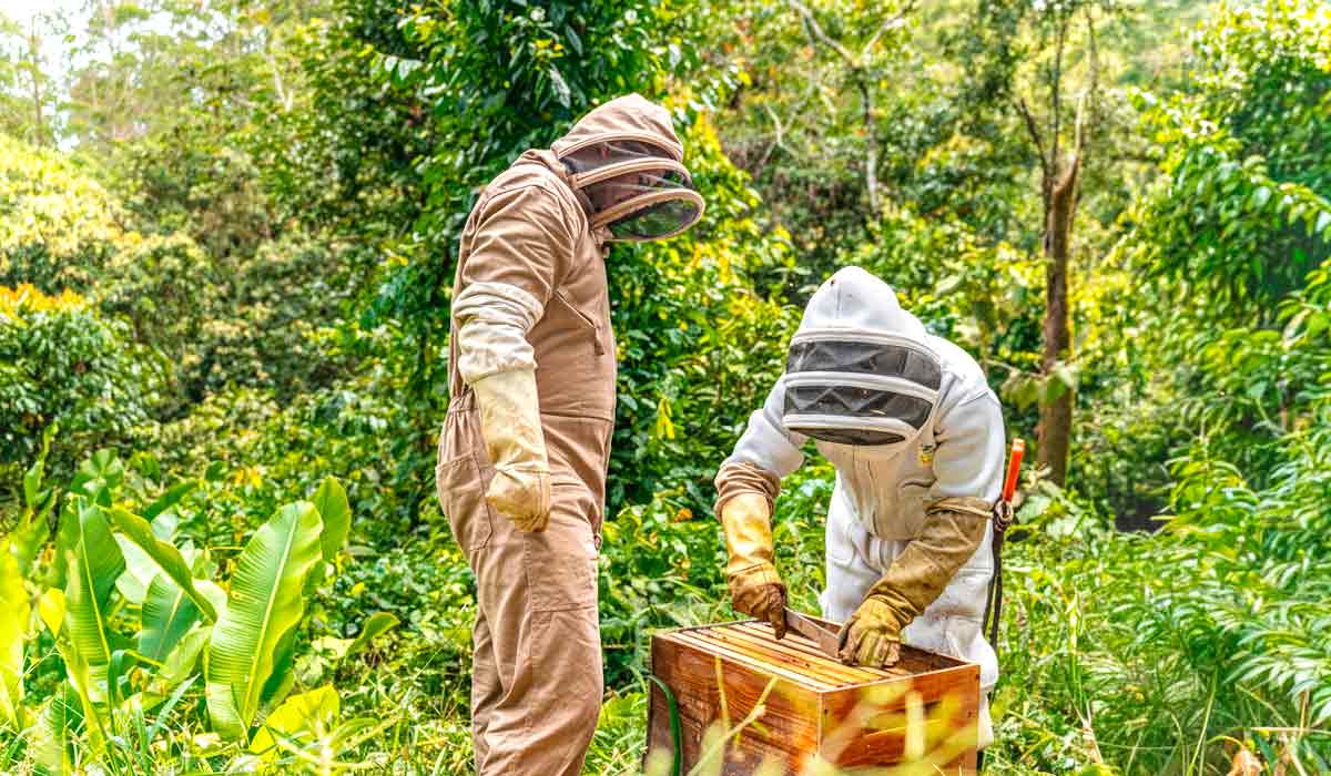 América Latina mantém cerca de 8 milhões de colmeias e produz 70 mil toneladas de mel e vigilância ativa permite detectar doenças precocemente, evitando a disseminação entre países América Latina mantém cerca de 8 milhões de colmeias e produz 70 mil toneladas de mel e vigilância ativa permite detectar doenças precocemente, evitando a disseminação entre países
