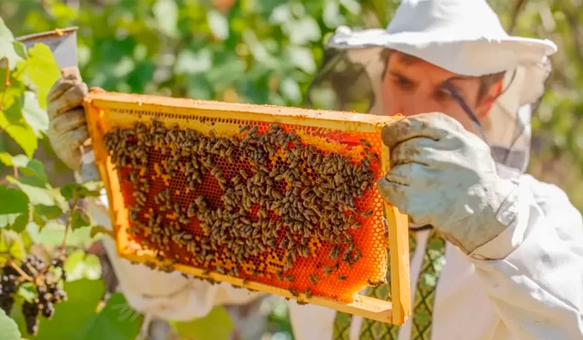 Pragas eliminam até 50% das colônias de abelhas na América Latina e ameaçam a produção apícola e a polinização das lavouras
