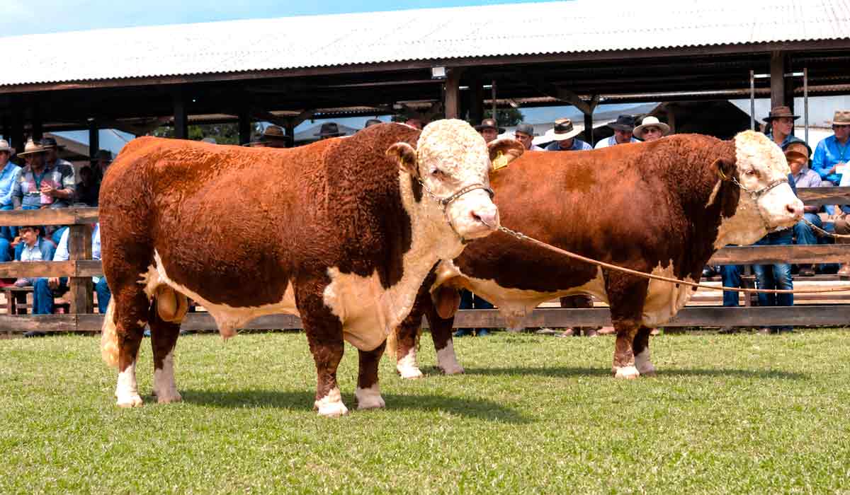 Touros de raça europeia em pista de julgamento de feira agropecuária, com público ao fundo