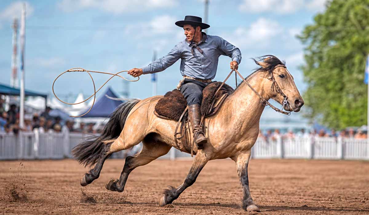 cavalo crioulo em prova de laço cavalo crioulo em prova de laço