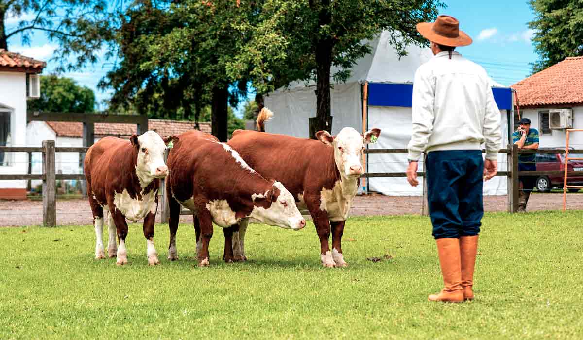 Animais de genética apurada desfilam na pista da Farm Show, vitrine do melhor da pecuária da campanha gaúcha Animais de genética apurada desfilam na pista da Farm Show, vitrine do melhor da pecuária da campanha gaúcha