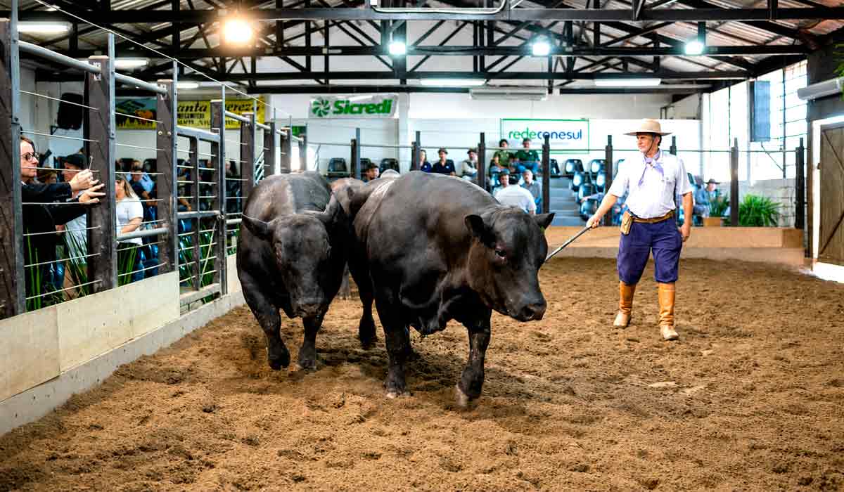 Bovinos de corte em pista de remate na Farm Show, em Dom Pedrito, onde o ciclo alto da pecuária aquece os negócios Bovinos de corte em pista de remate na Farm Show, em Dom Pedrito, onde o ciclo alto da pecuária aquece os negócios
