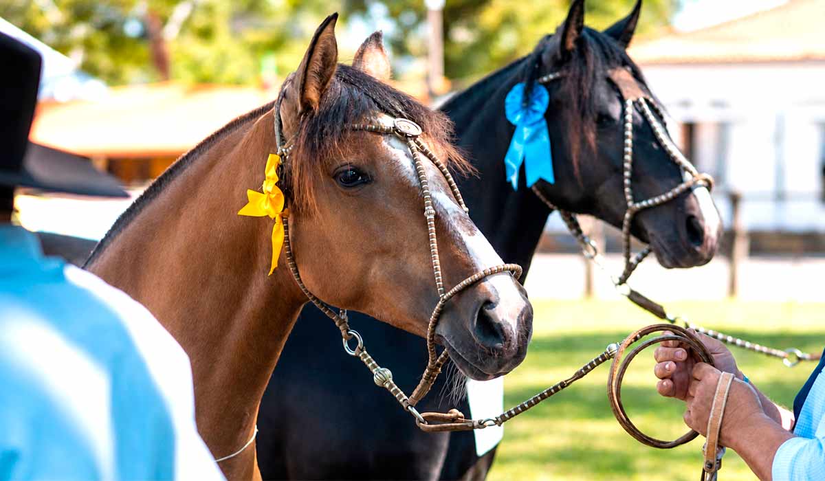 A tradição equina marca presença na Farm Show, com três remates de cavalos crioulos na programação da feira A tradição equina marca presença na Farm Show, com três remates de cavalos crioulos na programação da feira